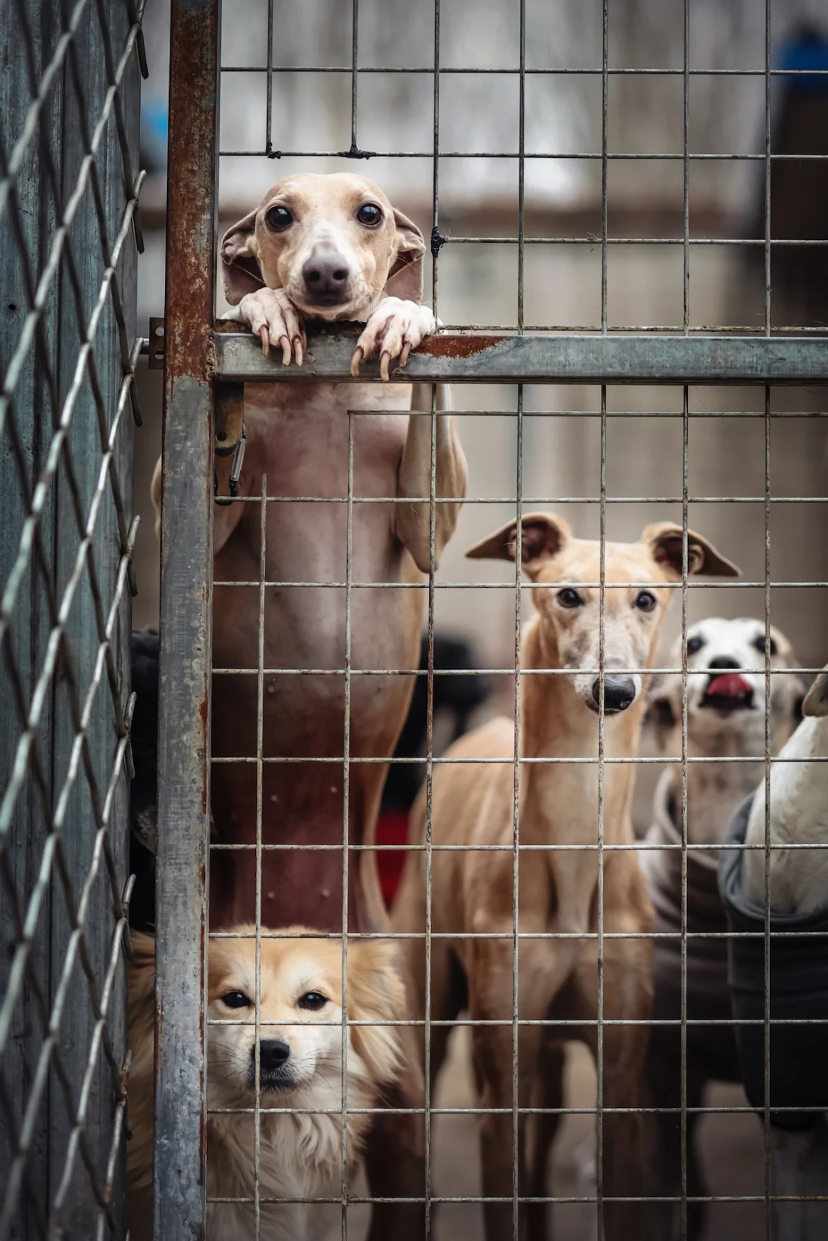 Dog Photography Awards 2026