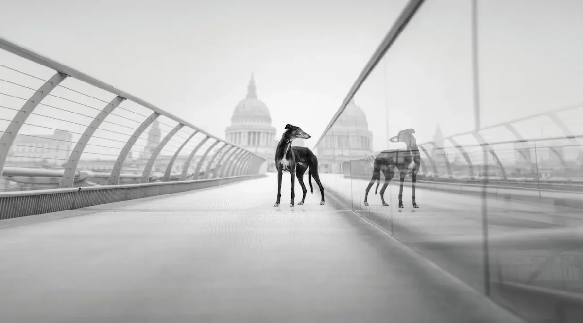 Dog Photography Awards 2026