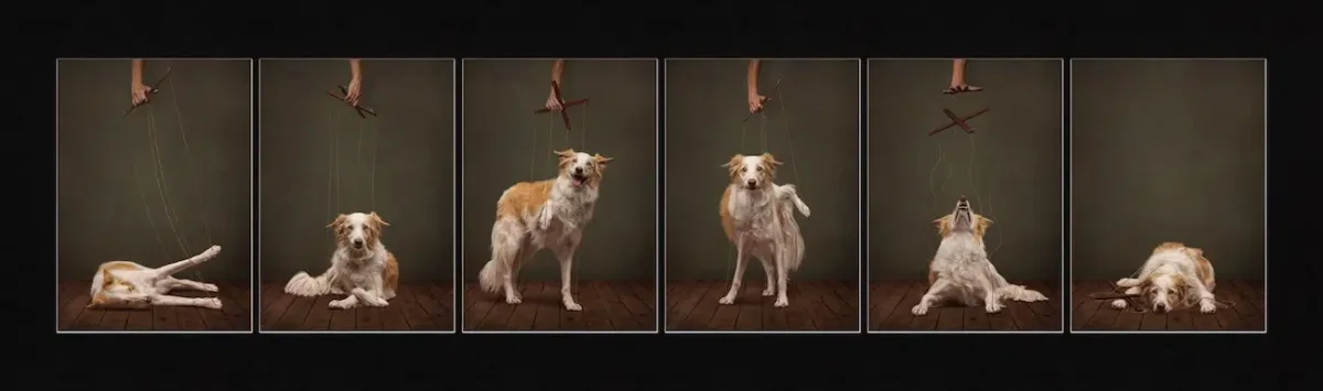 Dog Photography Awards 2026