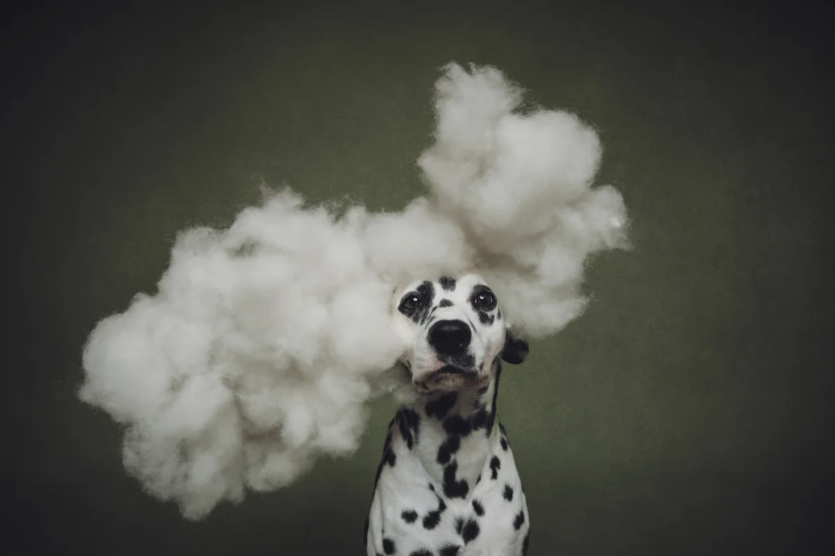 Dog Photography Awards 2026