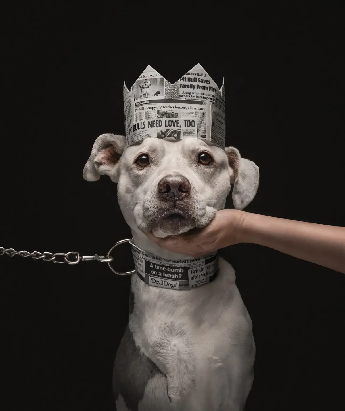 Celebrating the Winning Images of the 2026 Dog Photography Awards