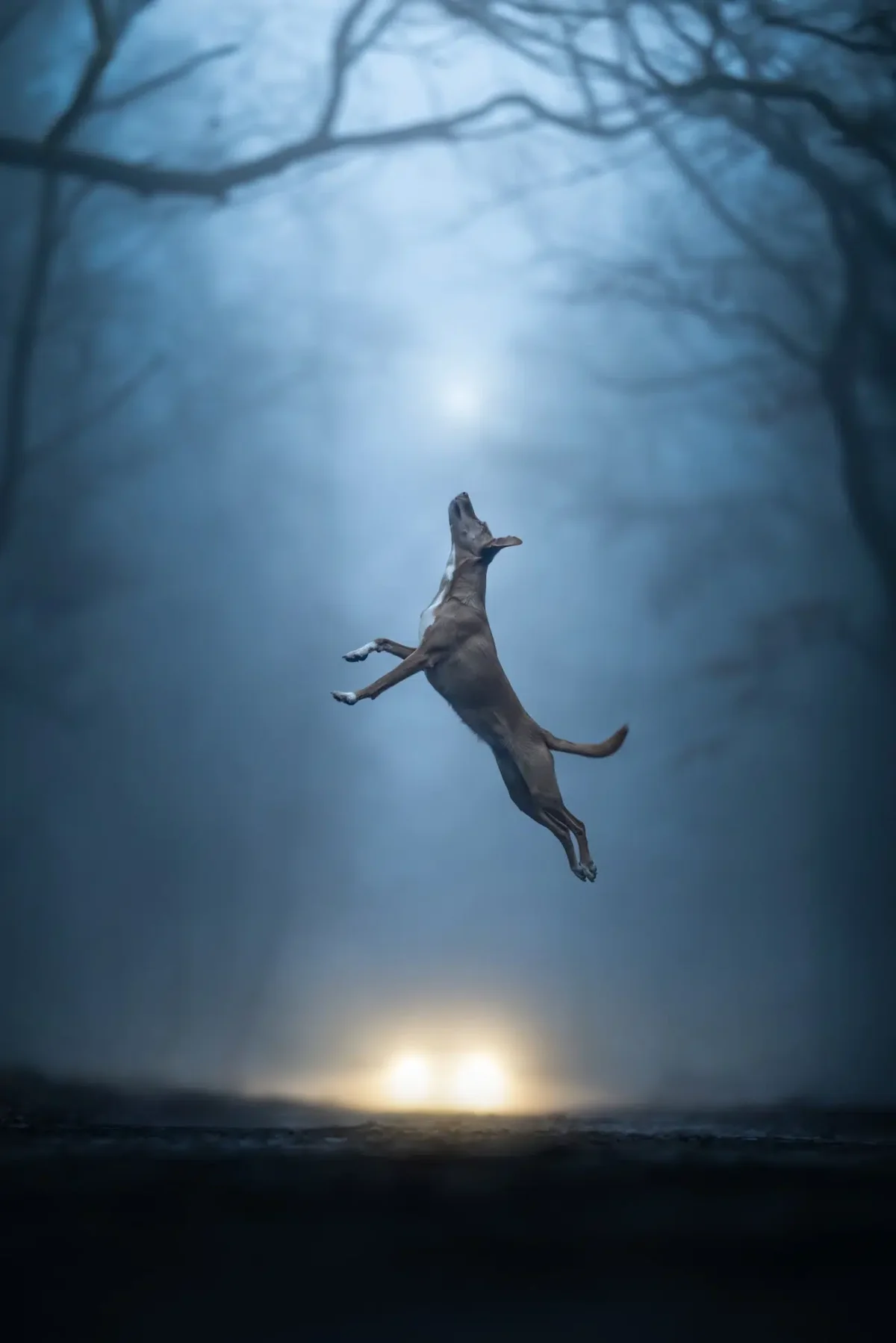 Dog Photography Awards 2026