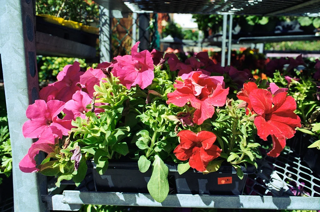 {etunias For Sale June 2026