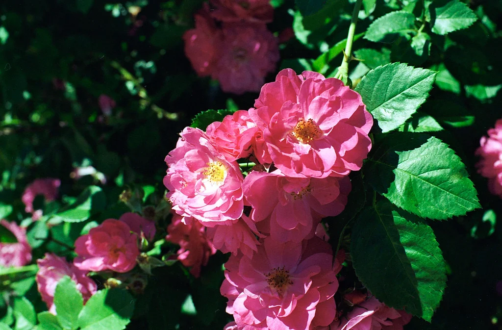 Fuscia Blloom June 2026