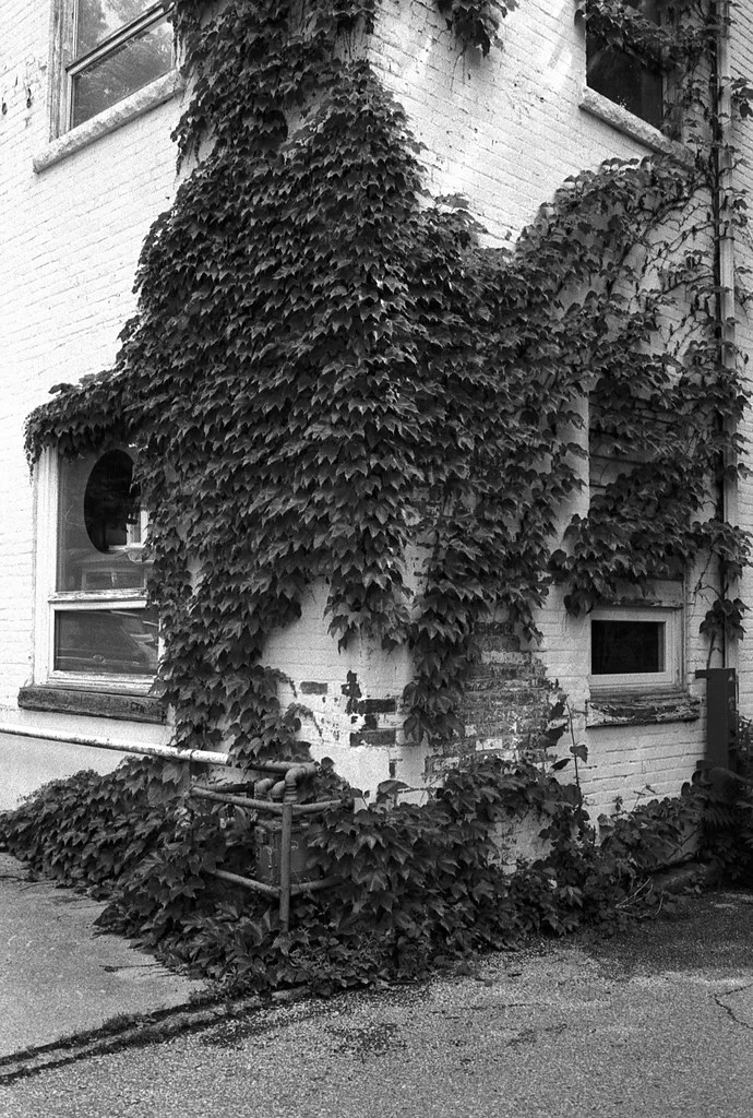 Vine Corner June 2026