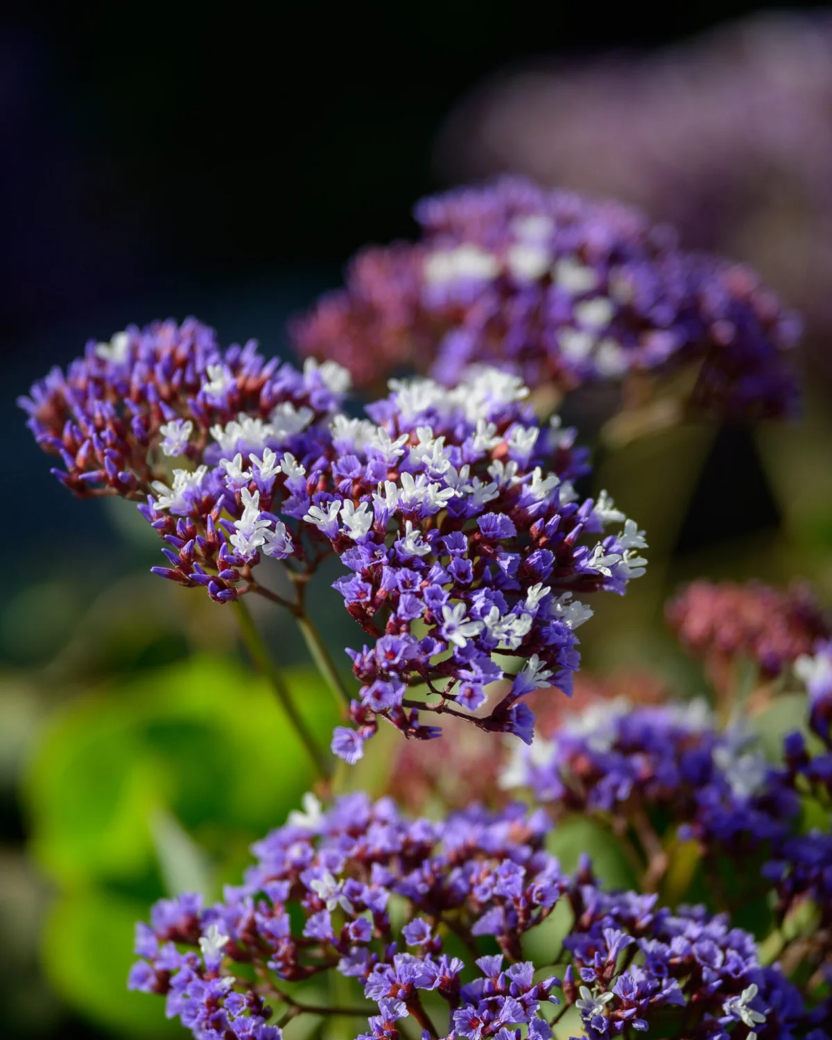 Close-Up Photography Example