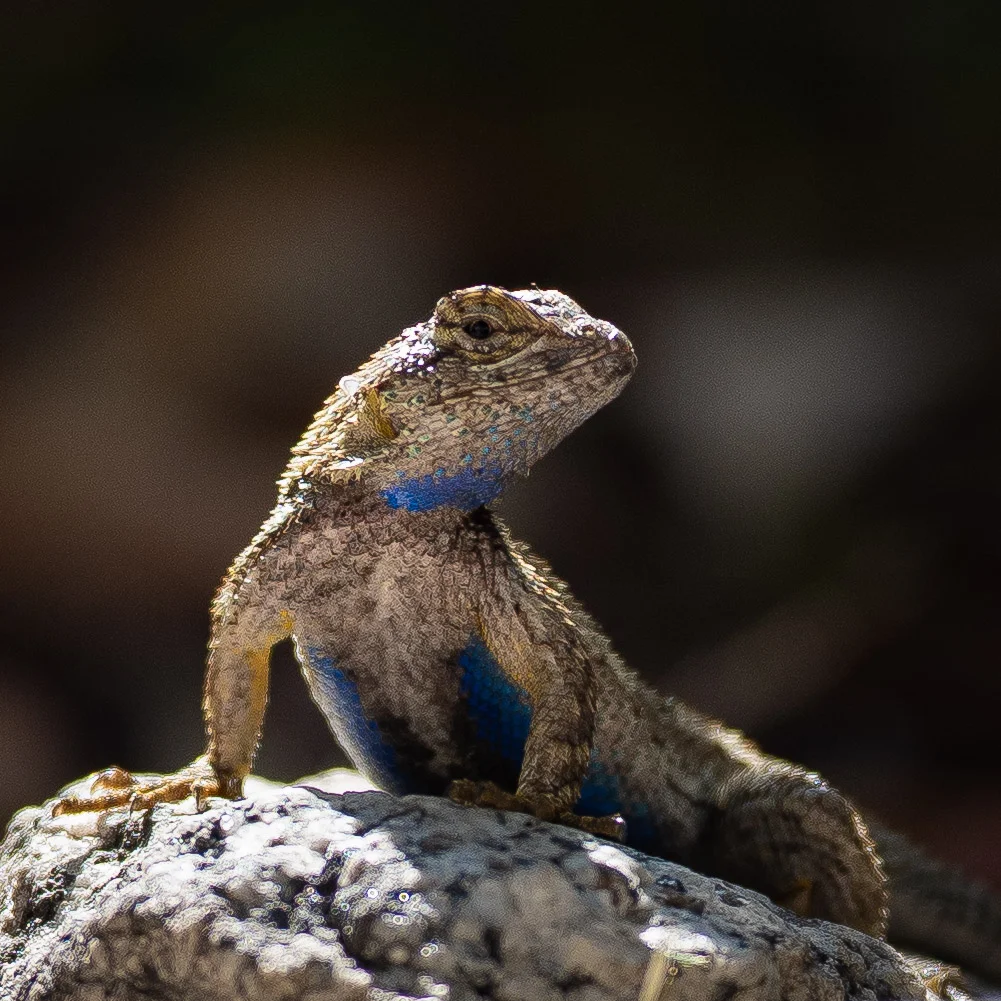 100% Crop, f/2.2