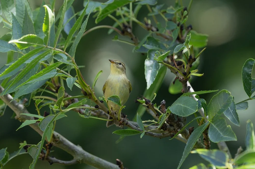 Willow Warbler