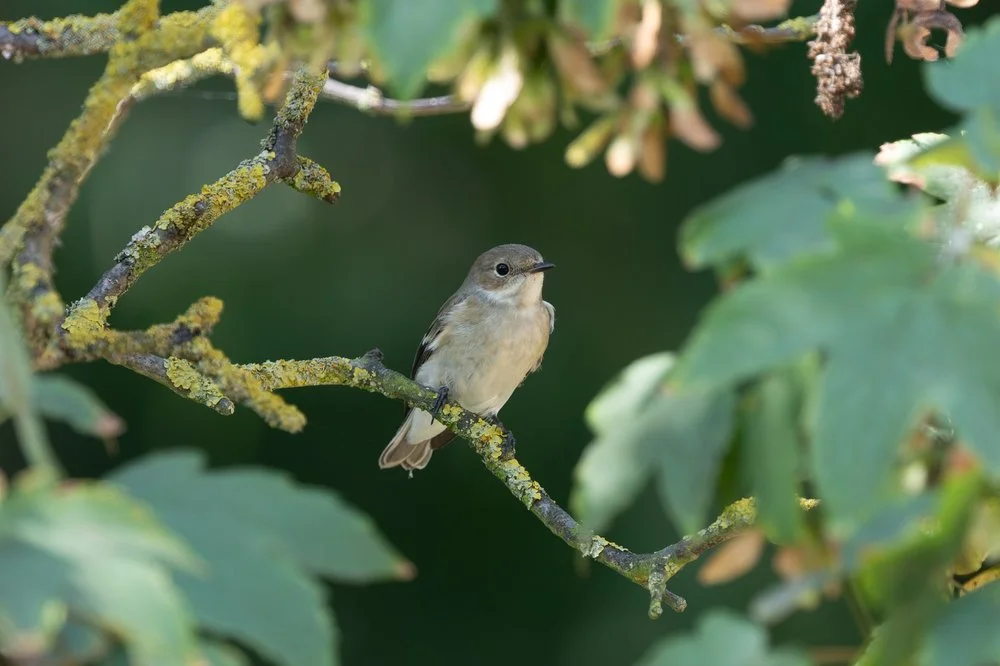 Pied Flycatcher