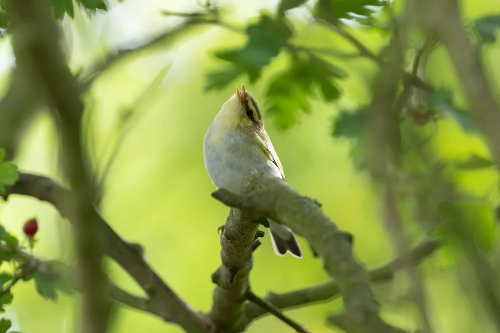 The Thrill of Birdwatching at Spurn: A Snapshot of Late Summer Migration