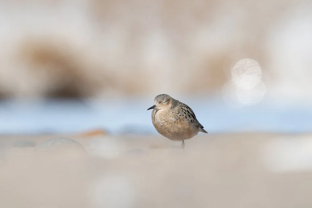 Buff-Breasted Sandpiper
