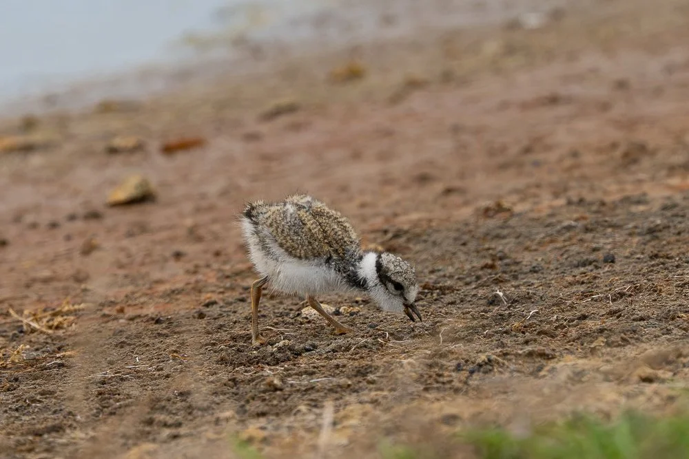 Ringed Plover Chick