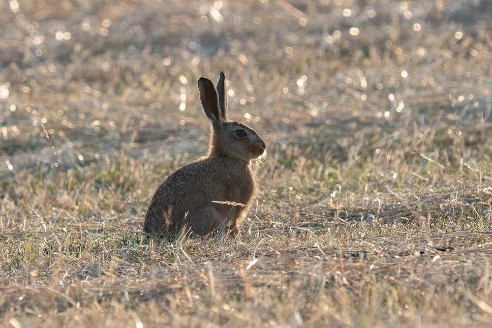 Brown Hare