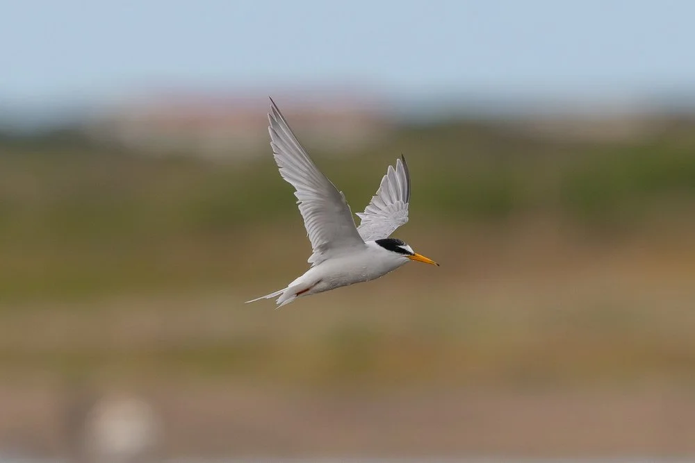 Little Tern