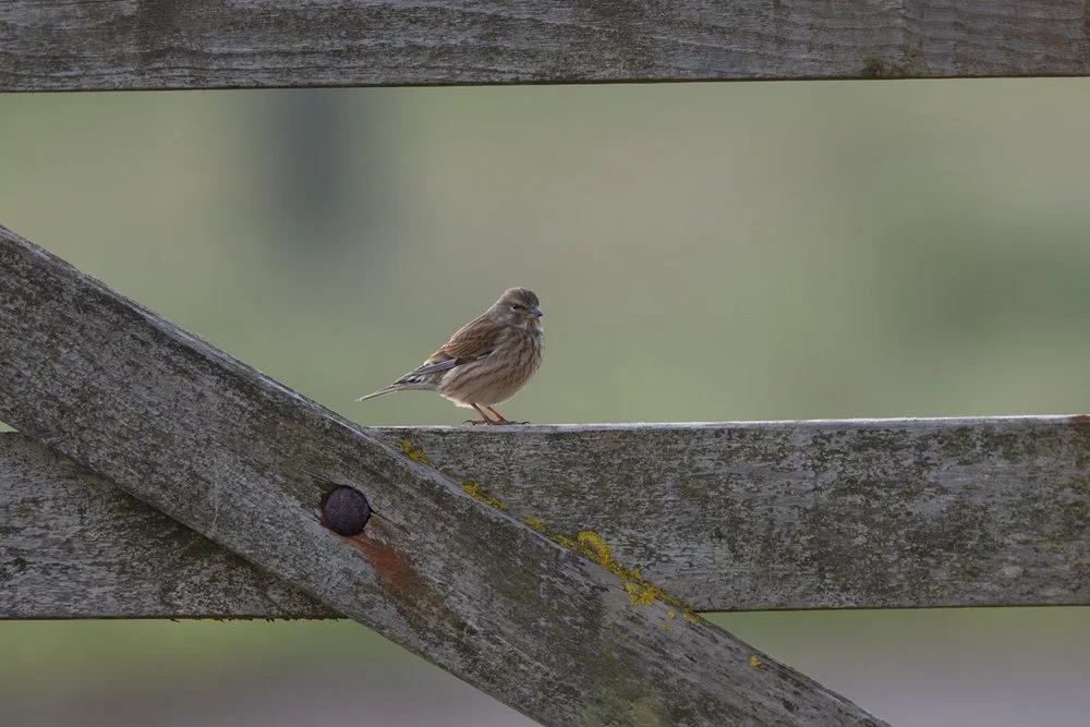 A Springtime Journey Through Spurn: Wildlife Photography Highlights