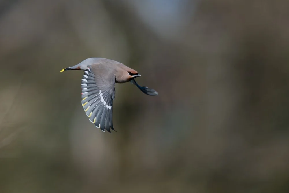 Multiple waxwings resting