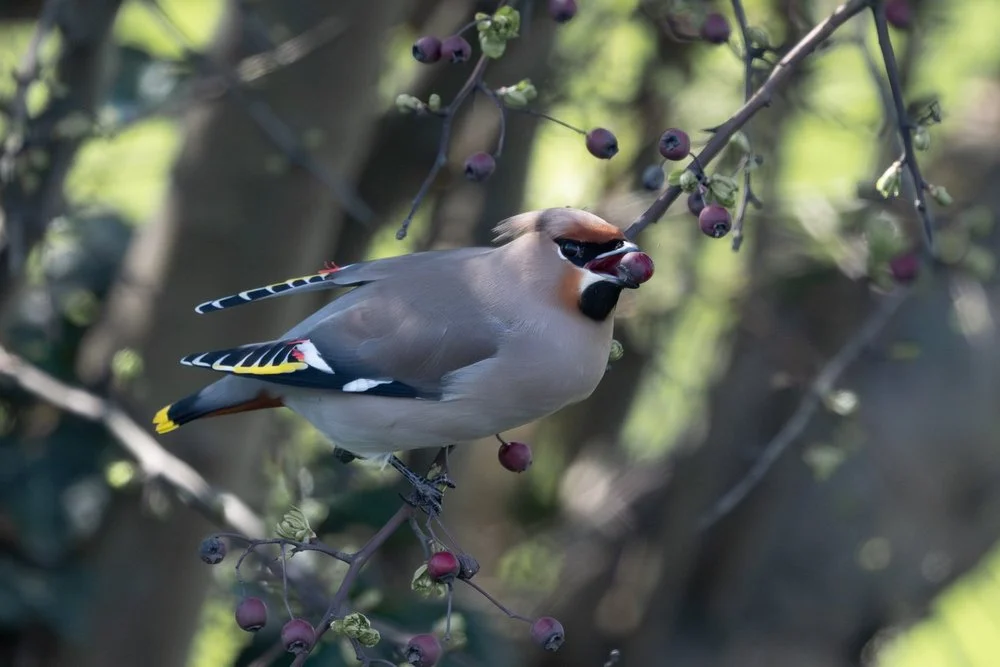 Waxwing taking off in flight