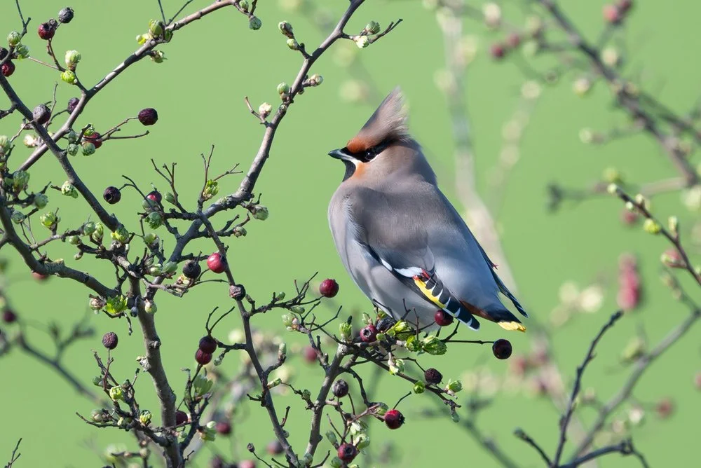 A flock of waxwings feeding