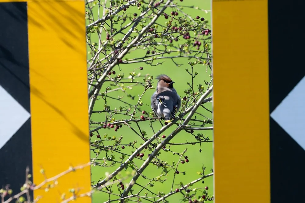 A waxwing drinking from a puddle