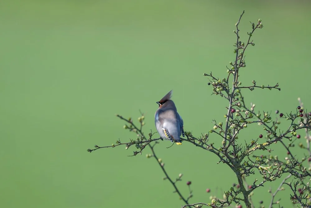 Waxwings flying over water