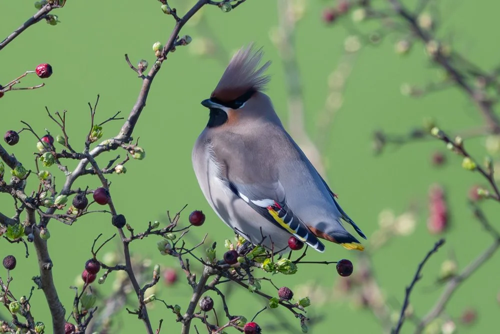 Close-up of a waxwing