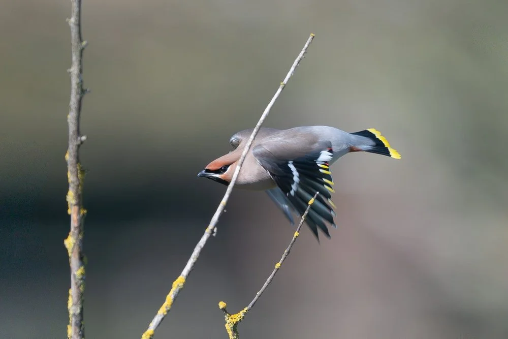 Capturing Waxwings in Goole: Techniques for Stunning Bird Photography