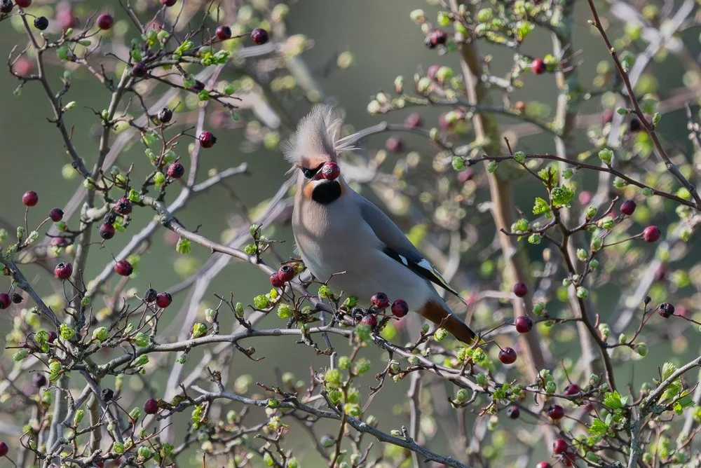 Waxwings foraging near bushes