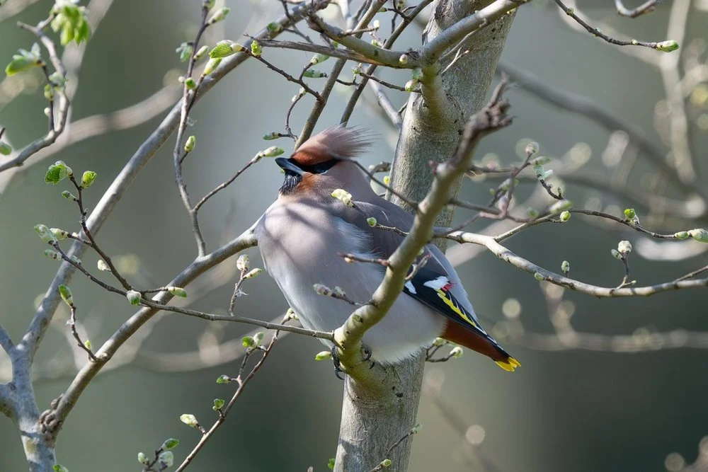 Group of waxwings in a hedge