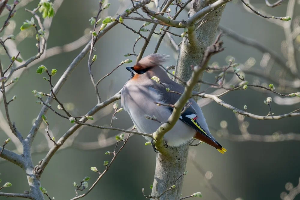 Waxwing feeding on berries