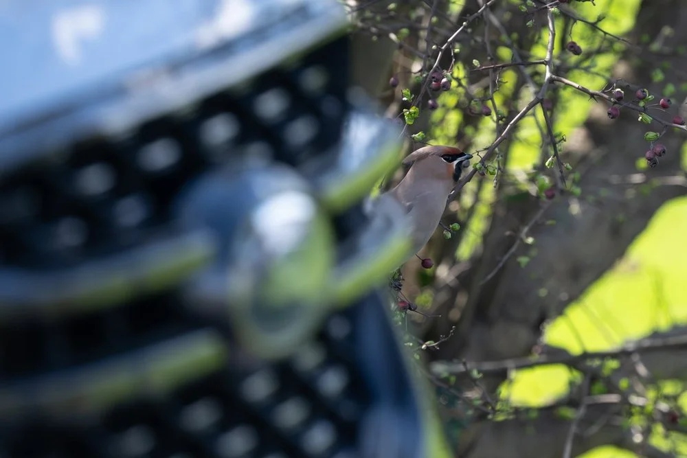 Candid shot of a waxwing