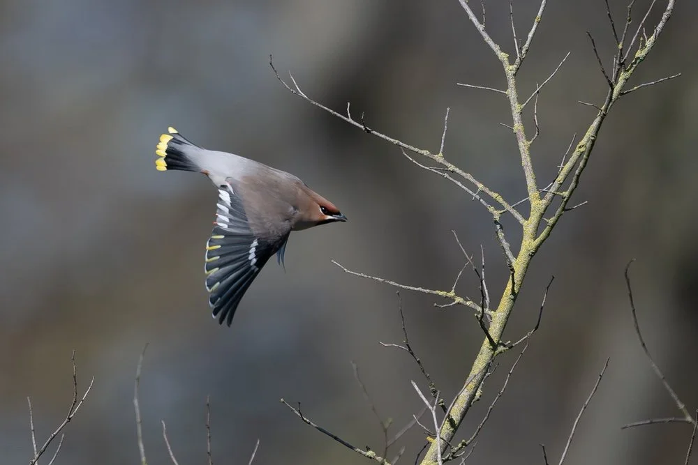 A waxwing amidst tree branches