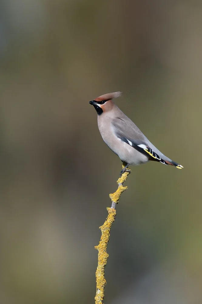 Waxwing in a wooded area