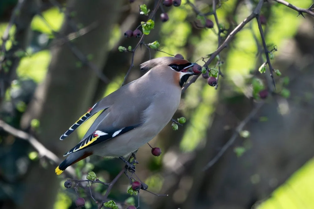 A pair of waxwings perched