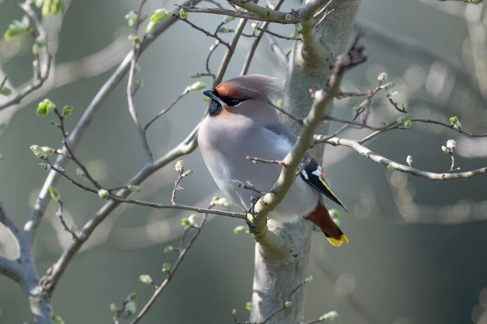 Side view of a waxwing perched