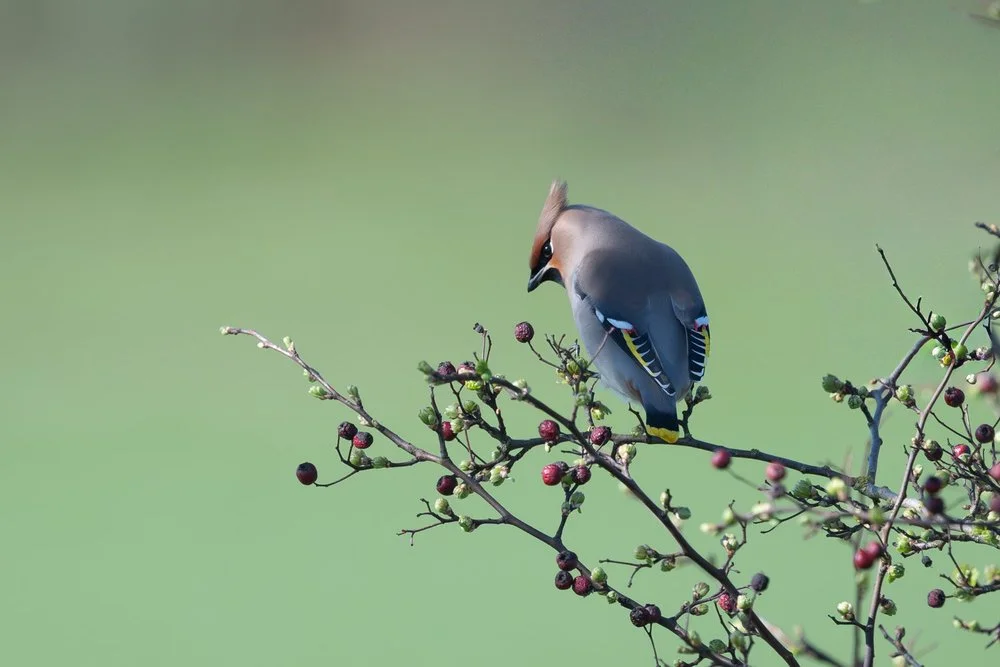 Waxwing gathering berries