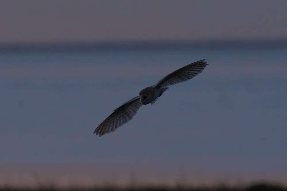 Capturing Spring Wildlife: A Photographer's Journey Through the Humber Region