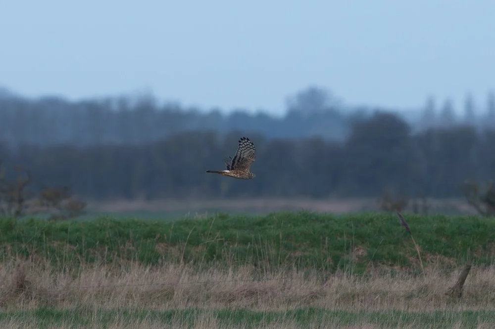 Hen Harrier - Long Bank