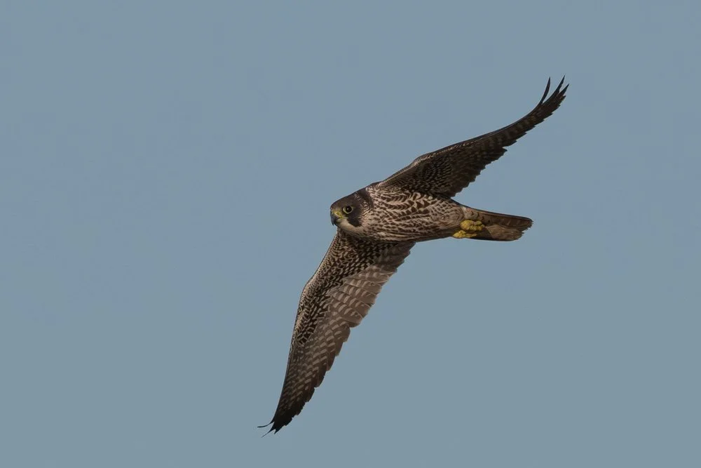 Peregrine Falcon - Long Bank