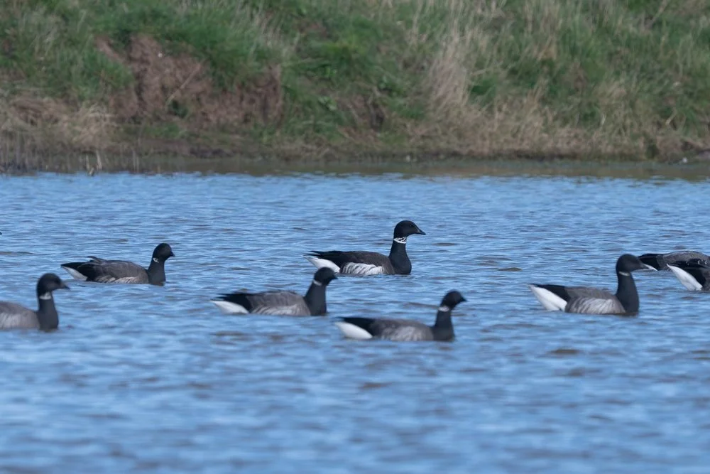 Black Brant - Kilnsea Wetlands