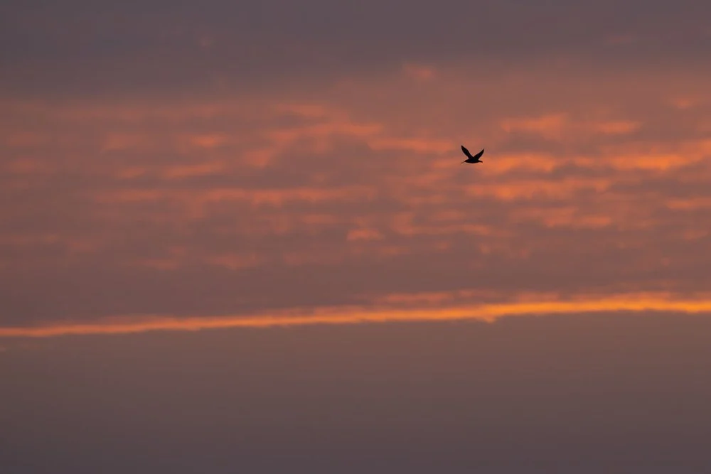 Curlew - Skeffling