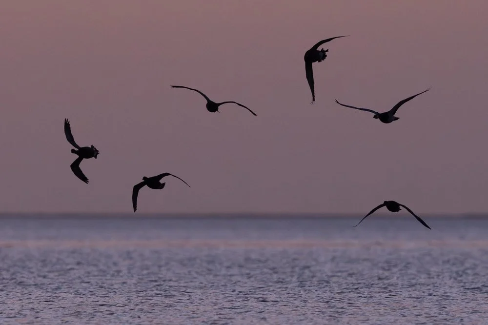 Brent Geese - Skeffling