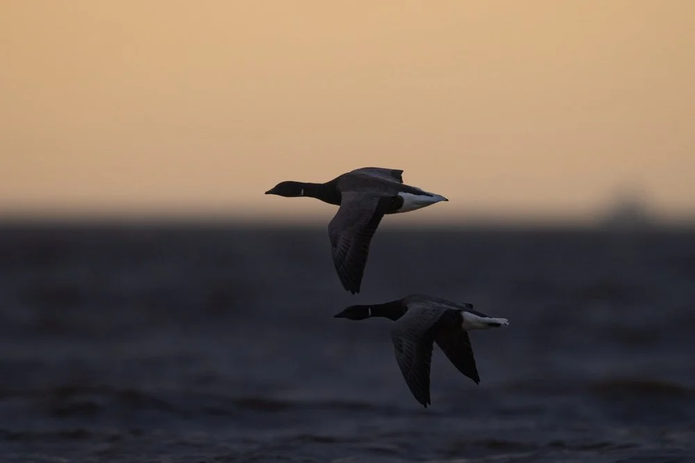 Winter birds