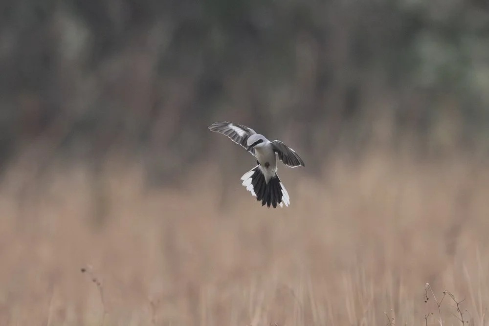 Well Field habitat