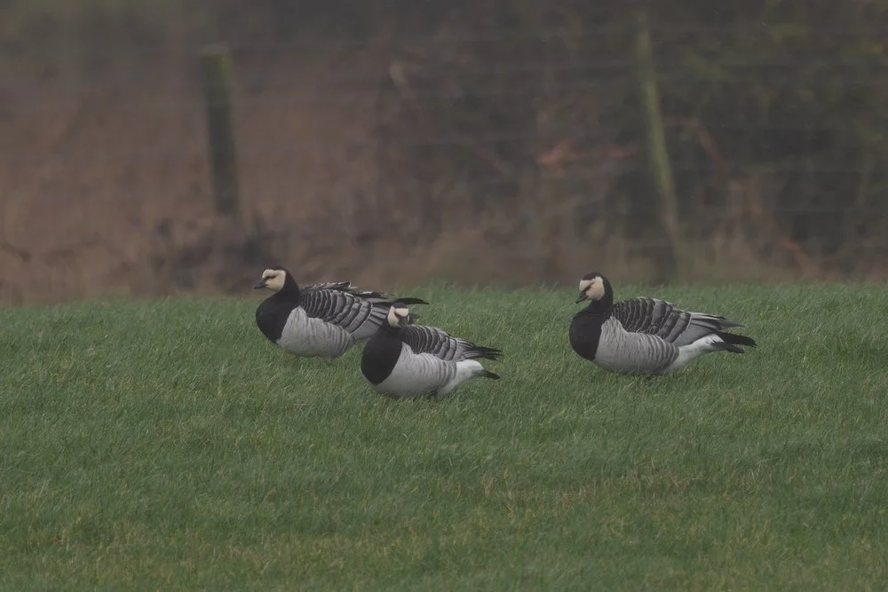 Winter birdwatching techniques