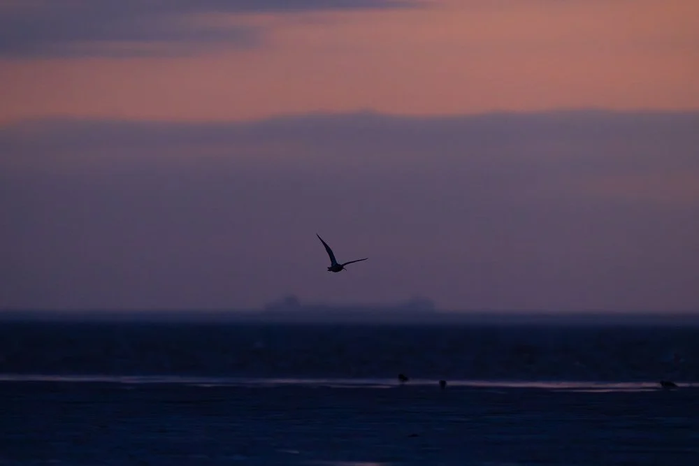 Birding enthusiasts