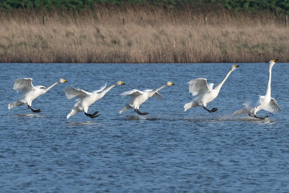 Distant wildlife sights