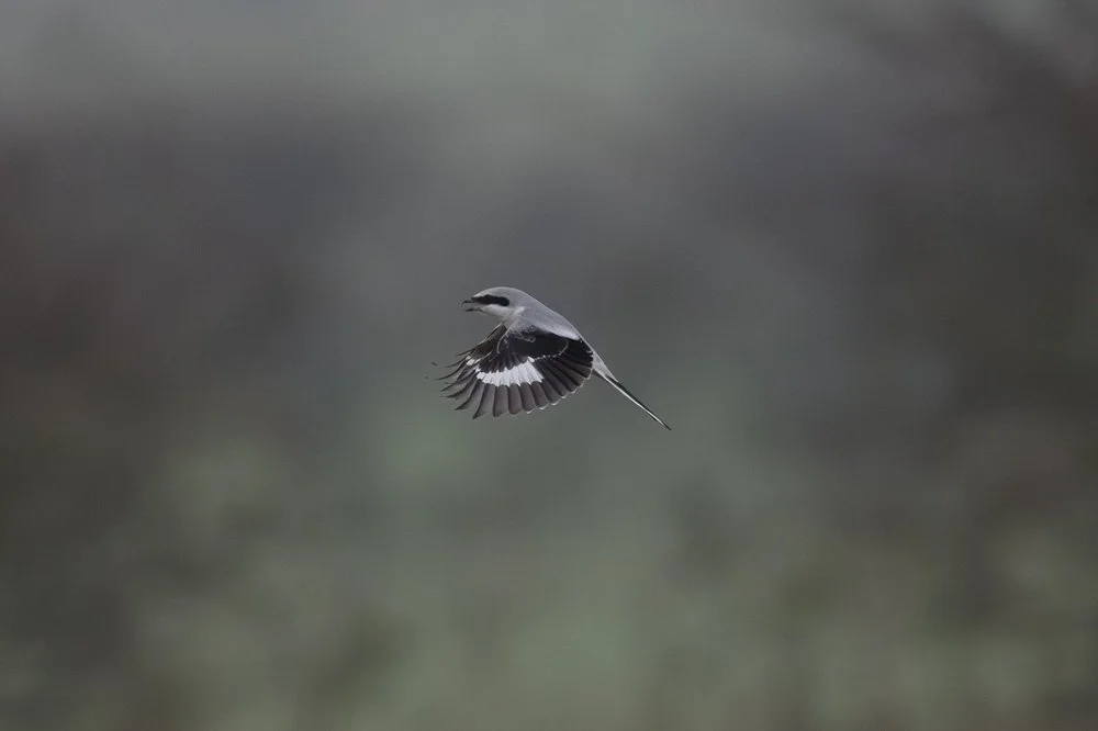 Great grey shrike
