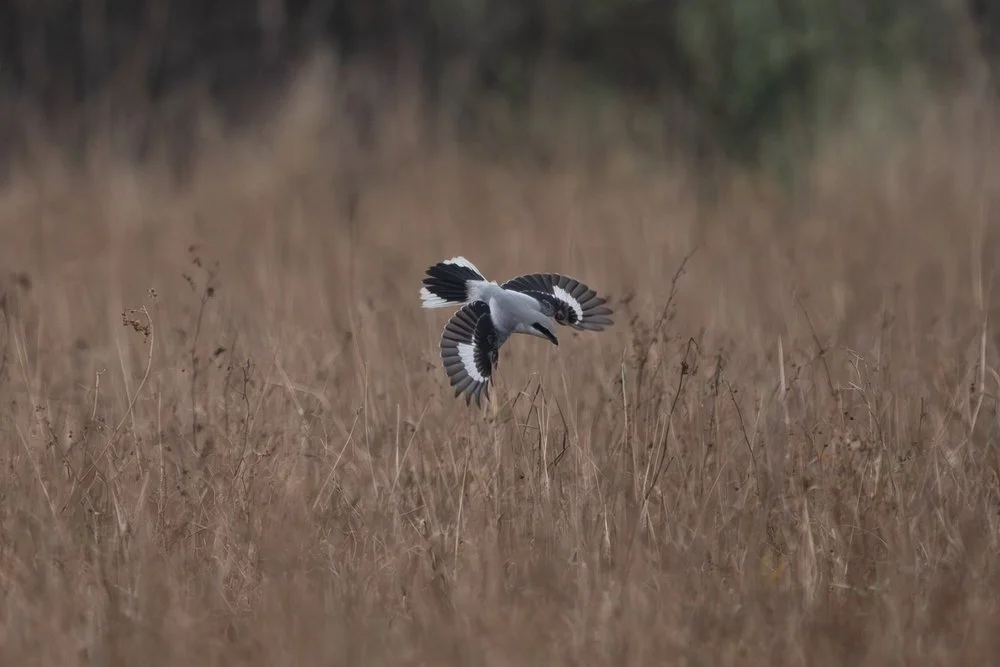 Spurn Point wildlife