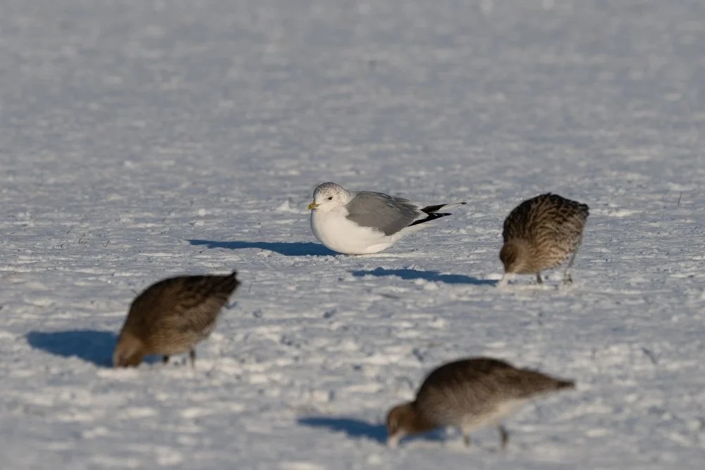 Weasel in the Snow