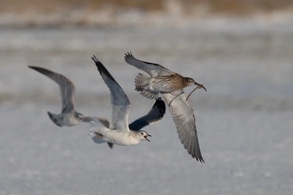 Photographing Winter Wildlife